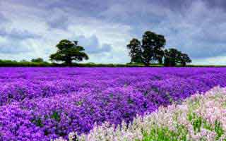 越查越不对劲:p站浏览器终于能用了,最关键的入口,别再被套路